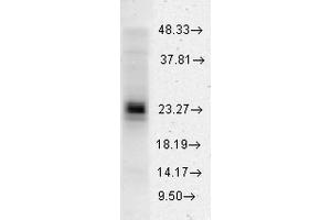 Western blot analysis of Human HeLa cell lysates showing detection of HSP27 protein using Rabbit Anti-HSP27 Polyclonal Antibody .