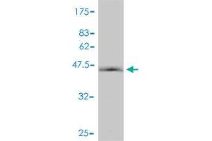 Western Blot detection against Immunogen (44. (HIST1H2BN antibody  (AA 1-166))