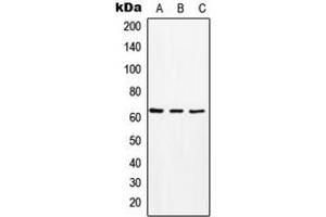 Western blot analysis of MCT8 expression in HeLa (A), Raw264. (SLC16A2/MCT8 antibody  (Center))