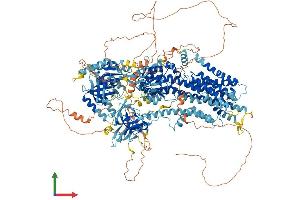 AlphaFold protein structure predicition of Human Recombinant ATP10A Protein, UniprotID O60312 (ATP10A Protein (AA 1-1499) (His tag))