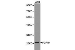 Western Blotting (WB) image for anti-Fibroblast Growth Factor 10 (FGF10) antibody (ABIN1872682)