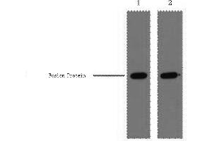 Western Blotting (WB) image for anti-GST-Tag antibody (ABIN5956811) (GST-Tag antibody)