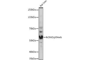 Western blot analysis of extracts of Rat liver, using NONO/p54nrb Rabbit mAb (ABIN7268947) at 1:1000 dilution. (NONO antibody)