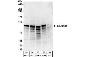 Western Blotting (WB) image for anti-Exosome Component 10 (EXOSC10) (AA 200-250) antibody (ABIN7454996)
