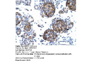 Human Pancreas (BARX1 antibody  (Middle Region))