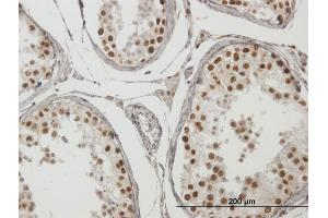 Immunoperoxidase of purified MaxPab antibody to TCF19 on formalin-fixed paraffin-embedded human testis. (TCF19 antibody  (AA 1-345))