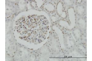Immunoperoxidase of monoclonal antibody to CREB1 on formalin-fixed paraffin-embedded human kidney. (CREB1 antibody  (AA 1-95))
