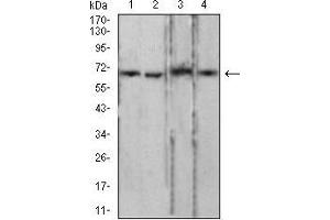 Lamin B2 antibody  (AA 401-600)