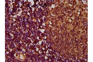 IHC image of ABIN7173860 diluted at 1:500 and staining in paraffin-embedded human lymph node tissue performed on a Leica BondTM system. (TNFRSF18 antibody  (AA 90-162))
