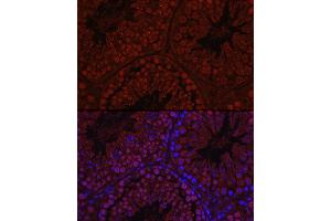 Immunofluorescence analysis of Mouse testis using C1orf146 Rabbit pAb (ABIN7266368) at dilution of 1:100 (40x lens). (C1ORF146 antibody)