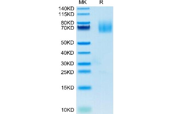 CD70 Protein (AA 39-193) (Fc Tag)