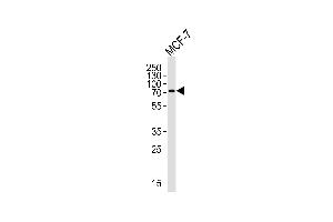 Western blot analysis of lysate from MCF-7 cell line, using KLC2 Antibody (N-term) (ABIN656175 and ABIN2845505). (KLC2 antibody  (N-Term))