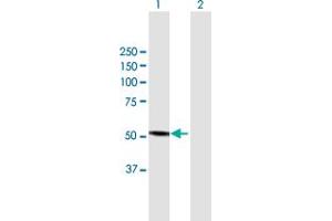 Western Blot analysis of CYP3A4 expression in transfected 293T cell line by CYP3A4 MaxPab polyclonal antibody.