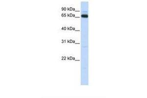 Image no. 1 for anti-Kelch Repeat and BTB (POZ) Domain Containing 5 (KBTBD5) (C-Term) antibody (ABIN6739132) (KBTBD5 antibody  (C-Term))