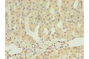 Immunohistochemistry of paraffin-embedded human adrenal gland tissue using ABIN7168614 at dilution of 1:100 (SCARB1 antibody  (AA 33-443))