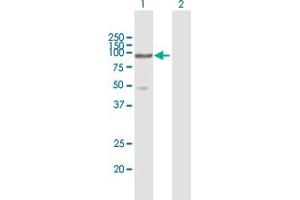 Western Blot analysis of MCM5 expression in transfected 293T cell line by MCM5 MaxPab polyclonal antibody. (MCM5 antibody  (AA 1-734))