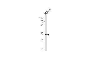 Leucine Rich Transmembrane and 0-Methyltransferase Domain Containing (LRTOMT) (AA 2-36), (N-Term) antibody
