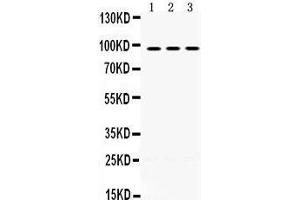 Western Blotting (WB) image for anti-Optic Atrophy 1 (Autosomal Dominant) (OPA1) (AA 919-955), (C-Term) antibody (ABIN3043457)