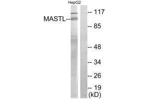 Western blot analysis of extracts from HepG2 cells, using MASTL antibody. (MASTL antibody  (C-Term))