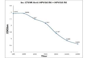 Antigen: 0. (Human Papilloma Virus 16, 18 E6 (HPV-16, HPV-18 E6) antibody)