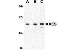 Western Blotting (WB) image for anti-Amino-terminal Enhancer of Split (AES) (C-Term) antibody (ABIN1030224) (AES antibody  (C-Term))