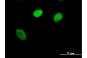 Immunofluorescence of purified MaxPab antibody to PPIE on HeLa cell. (PPIE antibody  (AA 1-301))