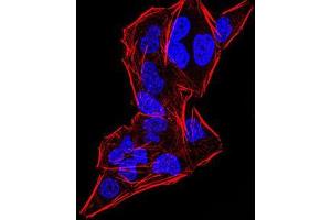 Immunofluorescence (IF) image for anti-DEAD (Asp-Glu-Ala-Asp) Box Polypeptide 20 (DDX20) (AA 725-824) antibody (ABIN5542506)