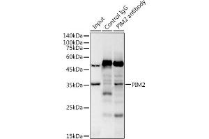 Immunoprecipitation analysis of 300 μg extracts of Raji cells using 3 μg PIM2 antibody (ABIN7269725). (PIM2 antibody)
