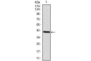 Western blot analysis using POU3F2 mAb against human POU3F2 recombinant protein. (POU3F2 antibody  (AA 214-362))