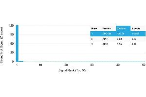 Analysis of Protein Array containing >19,000 full-length human proteins using EpCAM Mouse Monoclonal Antibody (EGP40/1373) Z- and S- Score: The Z-score represents the strength of a signal that a monoclonal antibody (MAb) (in combination with a fluorescently-tagged anti-IgG secondary antibody) produces when binding to a particular protein on the HuProtTM array. (EpCAM antibody  (Extracellular Domain))