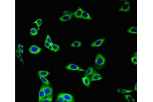 Immunofluorescent analysis of HepG2 cells using ABIN7144511 at dilution of 1:100 and Alexa Fluor 488-congugated AffiniPure Goat Anti-Rabbit IgG(H+L) (AQP3 antibody  (AA 210-244))