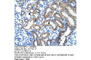 Human kidney (LMYC antibody  (Middle Region))