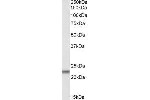 ABIN184791 (0. (CLDN14 antibody  (C-Term))