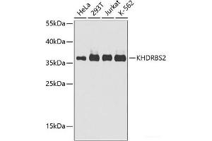 Western blot analysis of extracts of various cell lines using KHDRBS2 Polyclonal Antibody at dilution of 1:1000. (KHDRBS2 antibody)