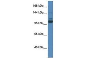 Image no. 1 for anti-SEC31 Homolog A (SEC31A) (AA 110-159) antibody (ABIN6746400) (SEC31A antibody  (AA 110-159))