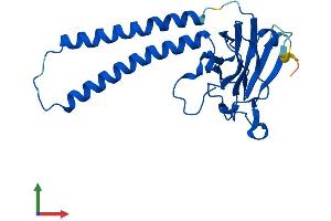 AlphaFold protein structure predicition of Human Recombinant MT-CO2 Protein, UniprotID P00403 (COX2 Protein (AA 1-227) (His tag))
