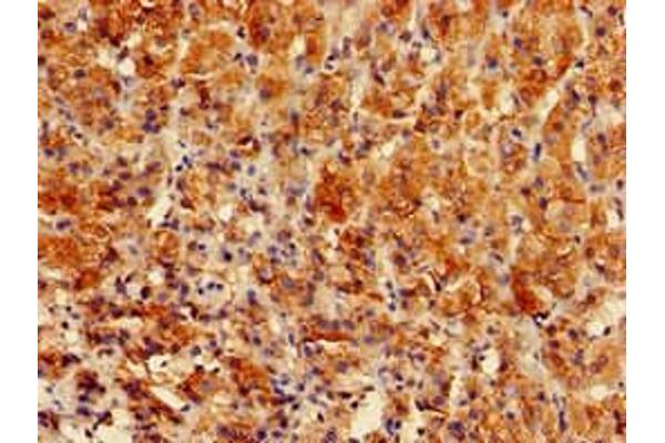 GPAM antibody  (AA 281-459)