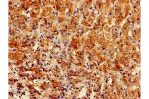 Immunohistochemistry of paraffin-embedded human adrenal gland tissue using ABIN7154155 at dilution of 1:100
