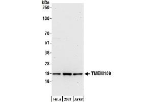 anti-Transmembrane Protein 109 (TMEM109) (AA 25-75) antibody