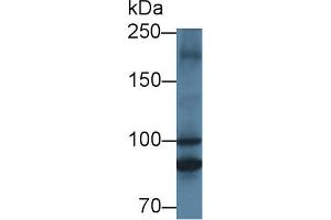 Western Blot; Sample: Rat Heart lysate; Primary Ab: 1µg/ml Rabbit Anti-Rat MTIF2 Antibody Second Ab: 0. (MTIF2 antibody  (AA 1-201))