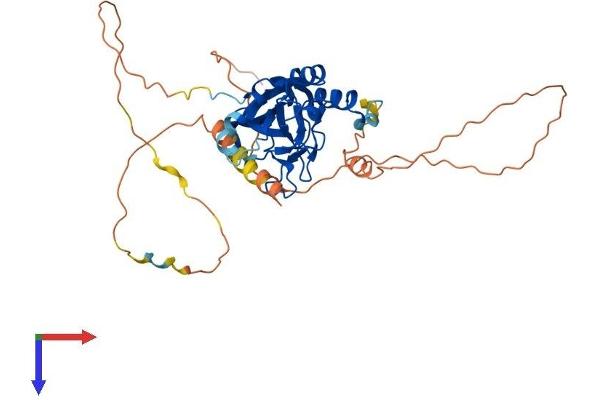 T-Box 1 Protein (TBX1) (AA 1-398) (His tag)