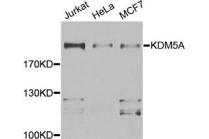 Western blot analysis of extracts of various cell lines, using KDM5A antibody.
