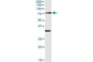 Immunoprecipitation of OXSR1 transfected lysate using anti-OXSR1 monoclonal antibody and Protein A Magnetic Bead , and immunoblotted with OXSR1 MaxPab rabbit polyclonal antibody. (OXSR1 antibody  (AA 351-450))