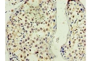 Immunohistochemistry of paraffin-embedded human testis tissue using ABIN7165288 at dilution of 1:100 (TMX3 antibody  (AA 25-195))
