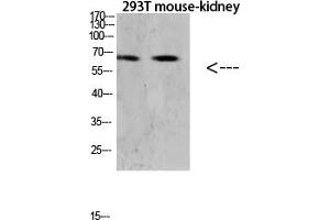 Western blot analysis of Hela lysate, antibody was diluted at 1:1000.