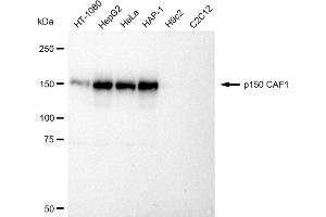Western blotting analysis using p150 CAF1 antibody (ABIN7798058). (Recombinant CHAF1A antibody)