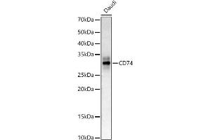Western blot analysis of extracts of Daudi cells, using CD74 antibody (ABIN6128421, ABIN6138228, ABIN6138230 and ABIN6221316) at 1:400 dilution. (CD74 antibody  (AA 73-232))