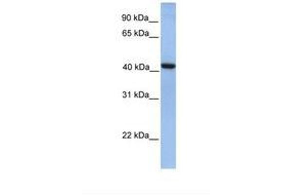 GMPPA antibody  (N-Term)