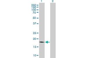 Western Blot analysis of PTP4A1 expression in transfected 293T cell line by PTP4A1 MaxPab polyclonal antibody. (PTP4A1 antibody  (AA 1-173))