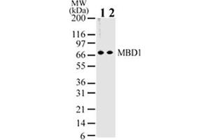 Image no. 1 for anti-Methyl-CpG Binding Domain Protein 1 (MBD1) (AA 391-405) antibody (ABIN208097) (MBD1 antibody  (AA 391-405))